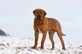 TOSA INU 279